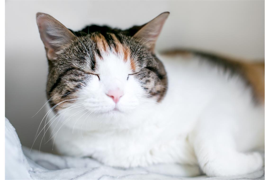 Was bedeutet es, wenn man von einer Katze langsam angeblinzelt wird?