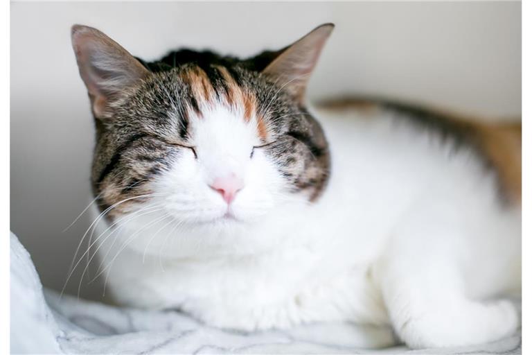 Was bedeutet es, wenn man von einer Katze langsam angeblinzelt wird?