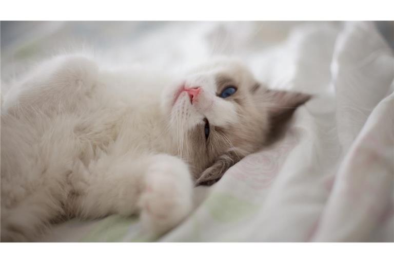 Was bedeutet es, wenn man von einer Katze langsam angeblinzelt wird?