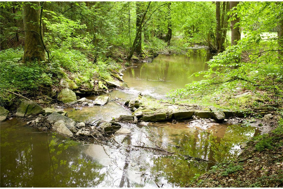 So können auch Sie in der Wildnis überleben Wasser: Ein Bach ist eine optimale Wasserquelle. Vorher muss man die Flüssigkeit aber mit einem selbst gebauten Filter reinigen.