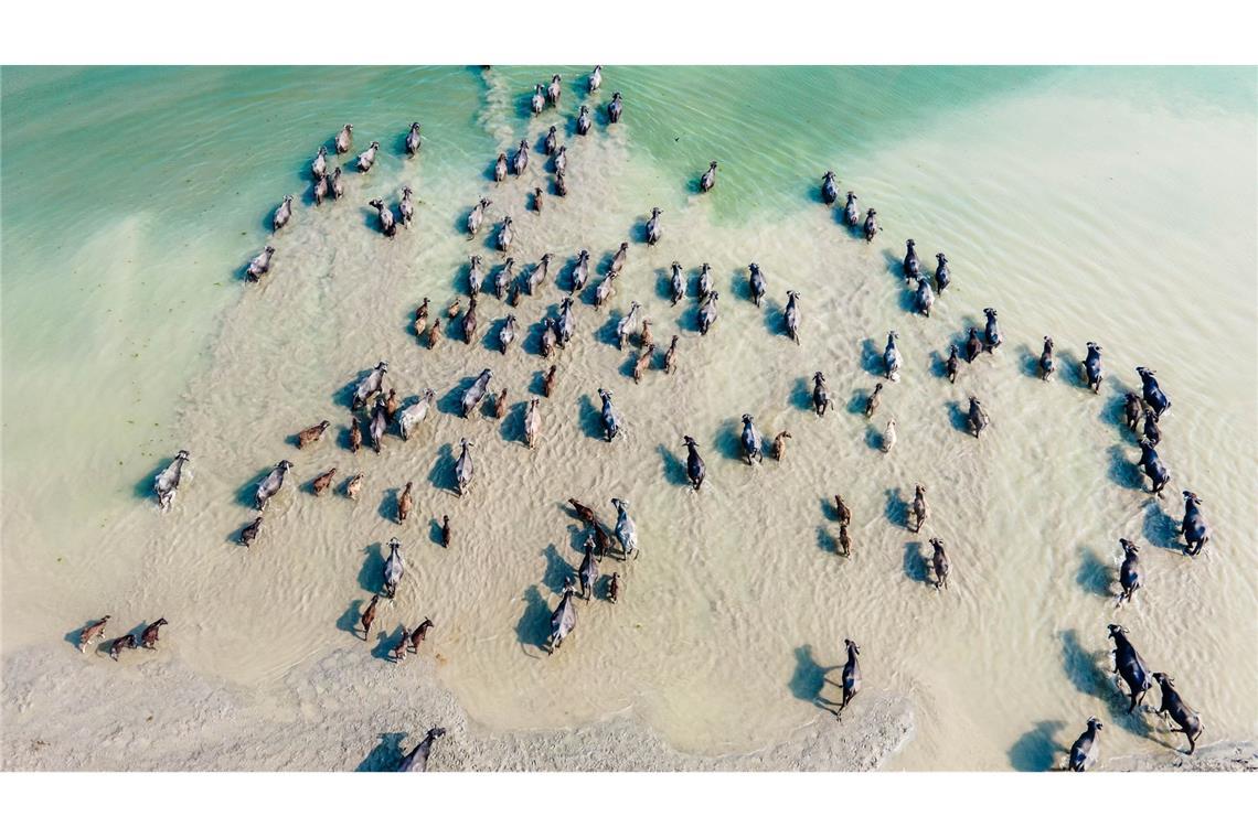 Bilder des Tages Wasserbüffel kühlen sich im Flusswasser in Bangladesch ab.