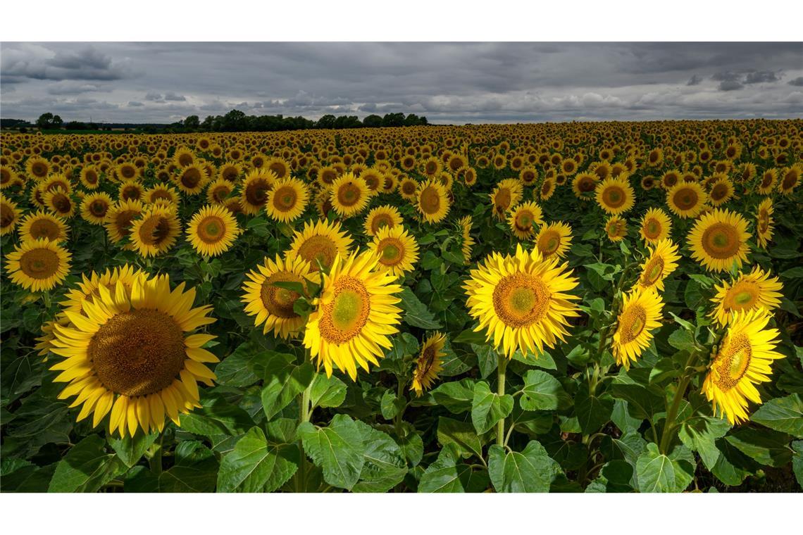 Wechselhaftes Wetter: Sonnenblumen und Regenwolken