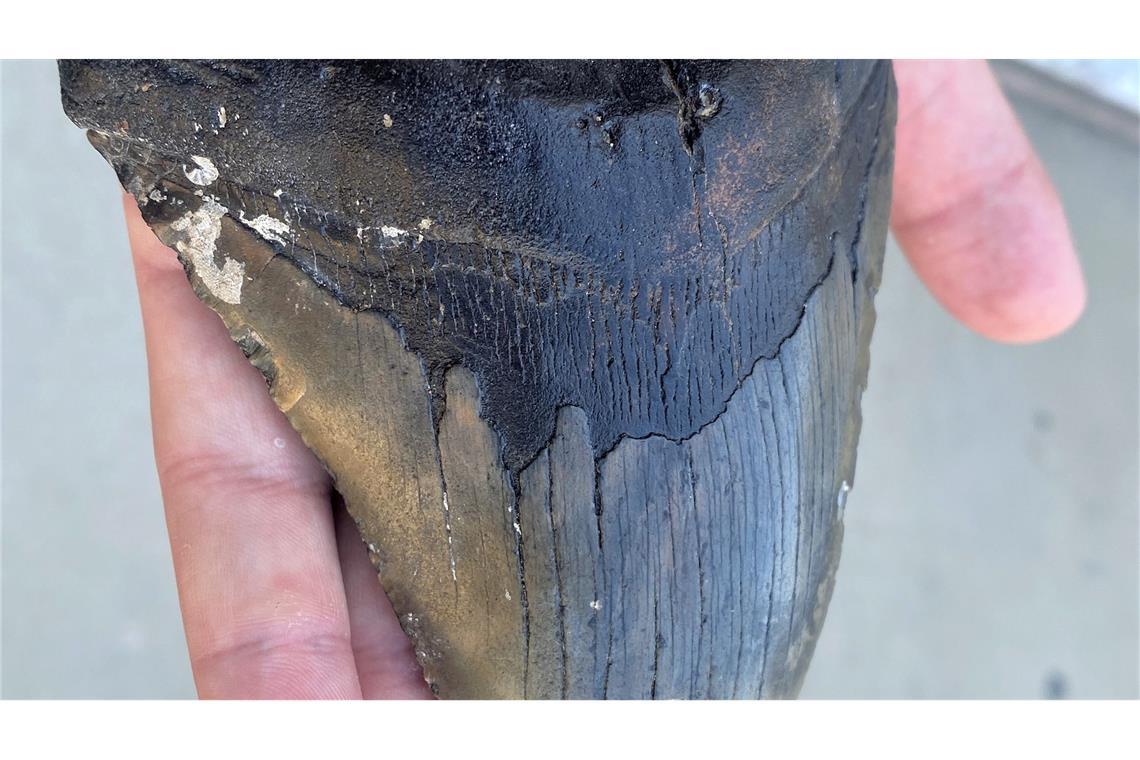 Doch kein Moppelchen: Urzeit-Hai war überraschend schlank Wegen ähnlich gezackter Zähne wurde lange angenommen, dass sich Megalodon und Weißer Hai stark ähnelten. (Archivbild)