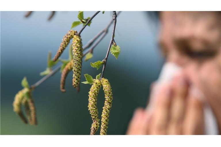 Wegen der milden Temperaturen der vergangenen Tage fliegen an manchen Orten in Deutschland bereits Hasel- und Erlenpollen (Symbolfoto).