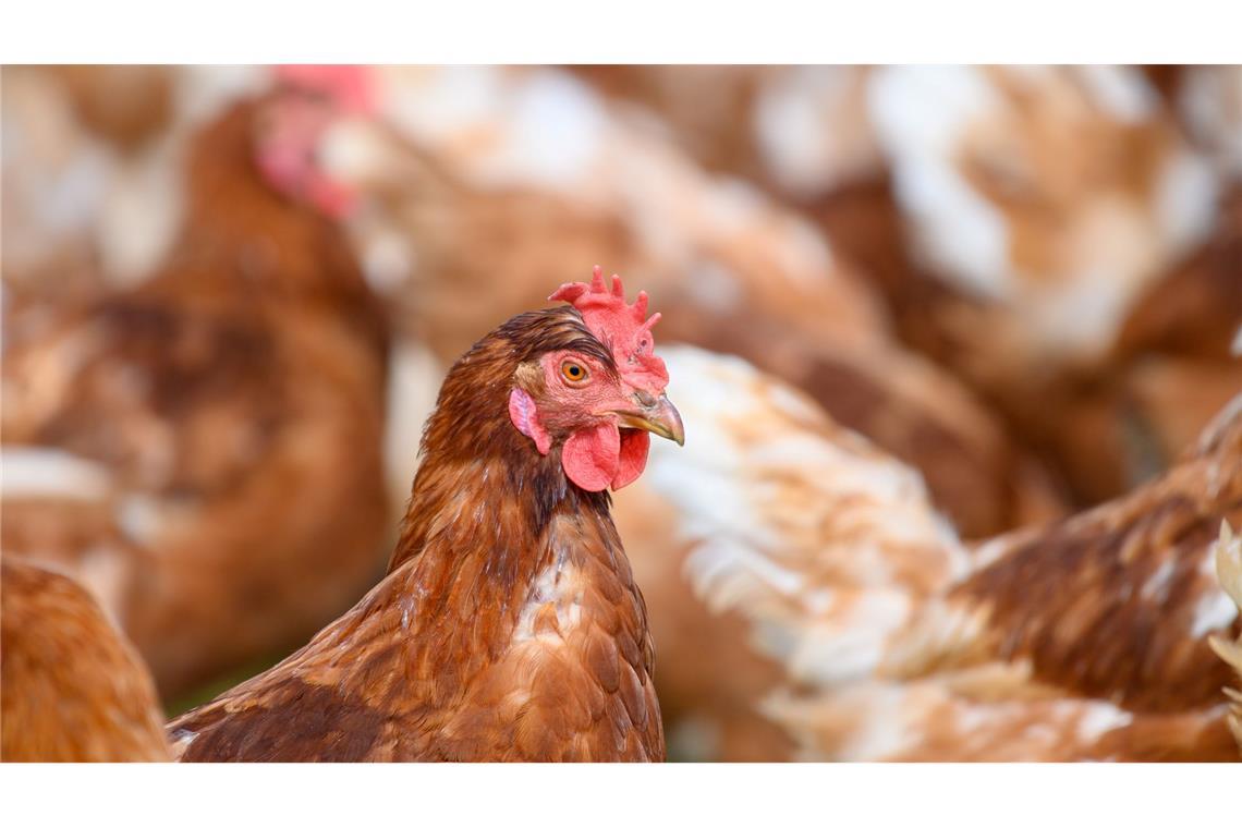 Verband: Eiermarkt beruhigt sich vor Osterfest Wegen der Vogelgrippe mussten zuletzt zahlreiche Legehennen getötet werden. (Archivbild)