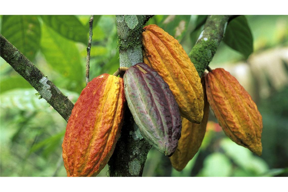 Gestiegene Schokoladenpreise: Wird nun weniger genascht? Wegen schlechter Ernten ist der Kakaopreis gestiegen.