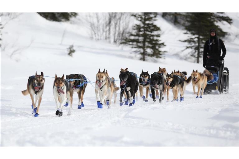 Wegen Schneemangels in Alaska wurde die Iditarod-Rennroute in diesem Jahr geändert. (Archivbild)