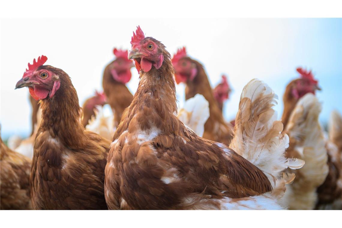 Wegen Vogelgrippe und Newcastle Disease sind in den vergangenen Monaten Hunderttausende Legehennen gestorben. (Symbolbild)