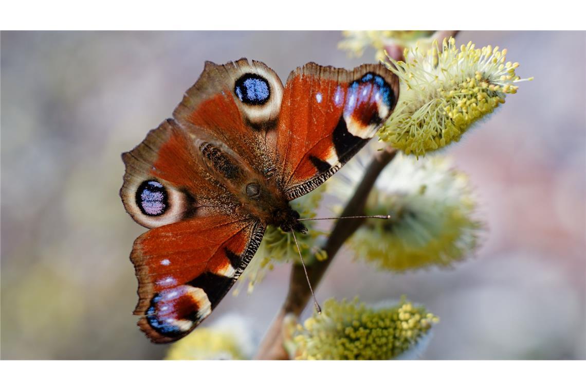 Weidenkätzchen zählen zu den beliebten Nahrungsquellen für Insekten. (Archivbild)