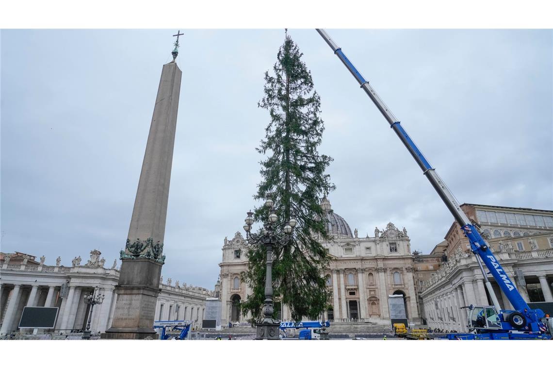 Bilder des Tages Weihnachtsbaum im Vatikan: eine 29 Meter hohe Rottanne aus dem Dorf Ledro in den Dolomiten wird auf den Petersplatz aufgestellt.