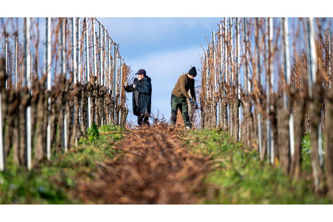 Bilder des Tages Wein macht auch im Winter Arbeit: In einem Weinberg in Rheinland-Pfalz werden überflüssige Reben abgeschnitten.