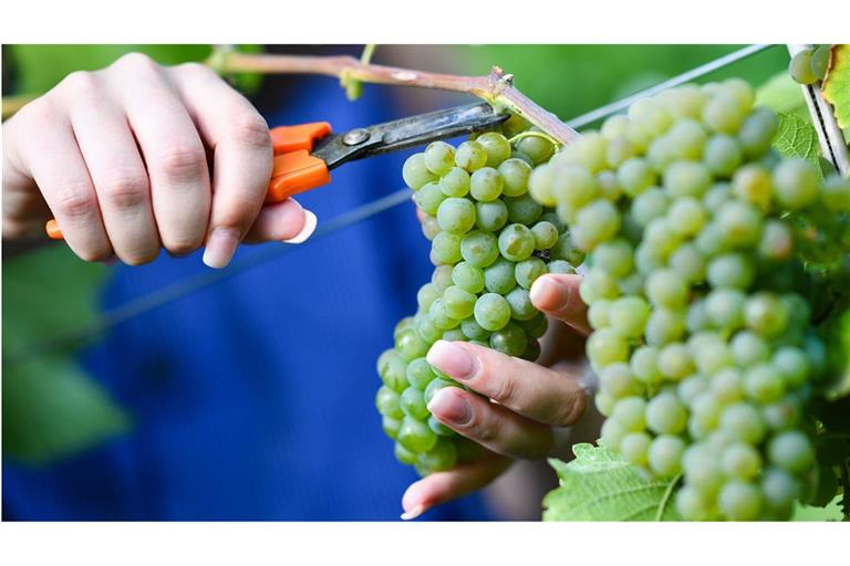 Weinanbau ist eine anstrengende Arbeit. Der Klimawandel stellt vor allem die Bio-Winzer vor immer größere Herausforderungen.