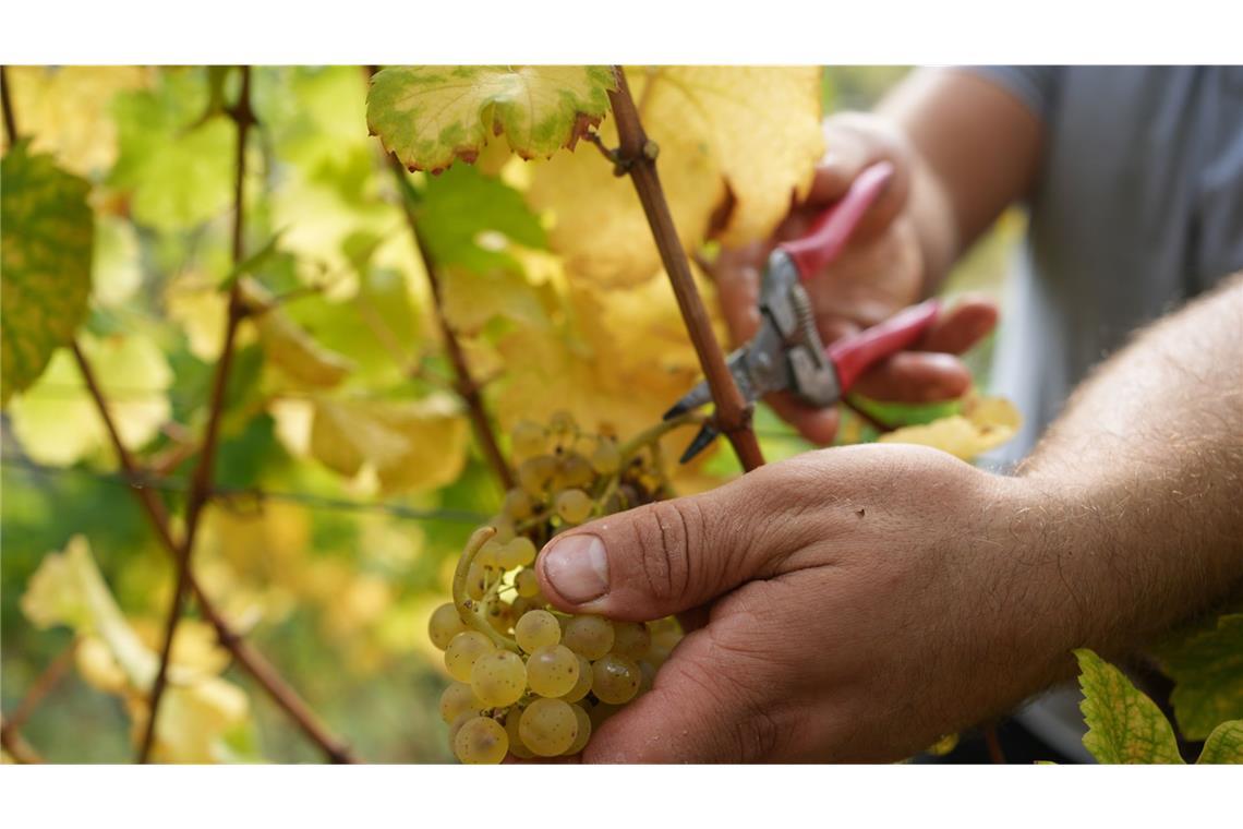 Ein Stück aus dem Tollhaus Weinbauern schützen die Beeren mit Backpulver gegen Mehltau – das will die EU-Kommission nicht.