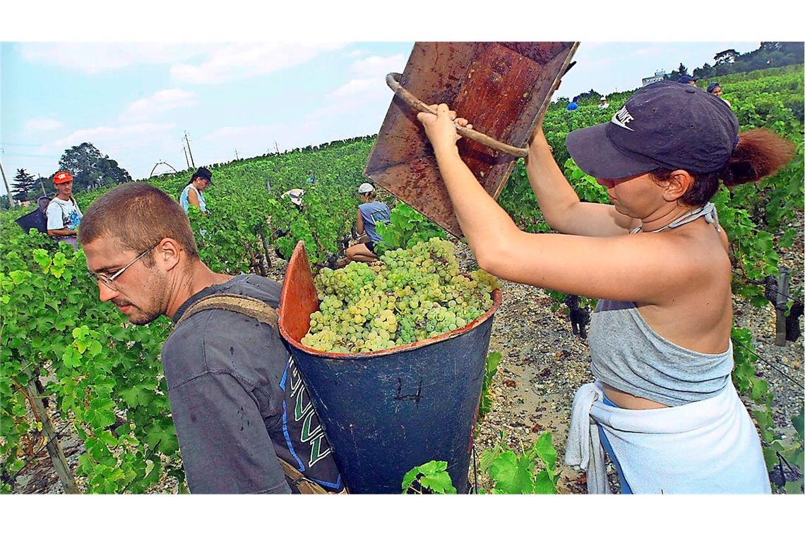 Keulenschlag für die Winzer Weinernte im Bordeaux – die US-Zölle sorgen bei den Winzern für Aufregung.