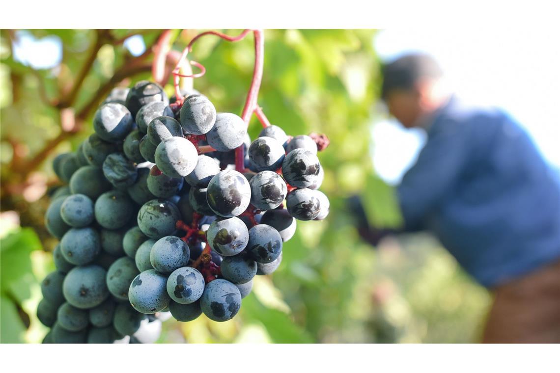 Bauernverband sieht Existenz gefährdet Weinlesen ist ein anstrengendes Geschäft.