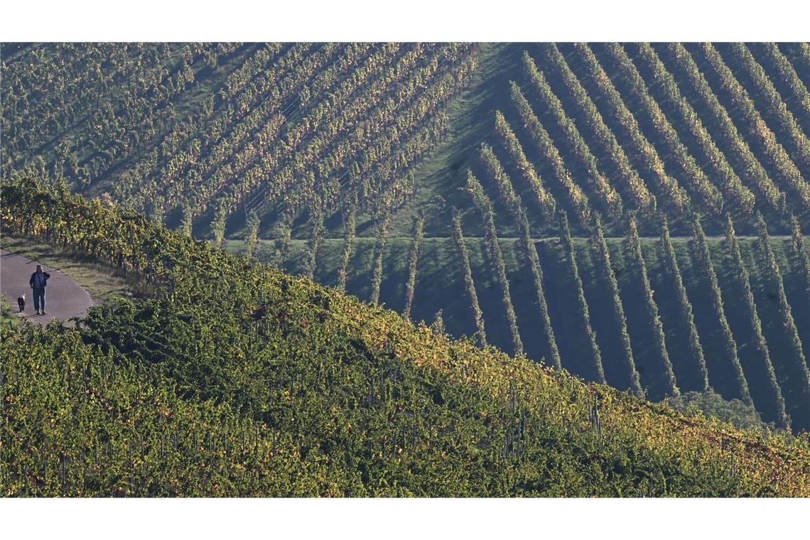 Weinreben sind an hinter einem Weinberg zu sehen (zu dpa: «Weinjahrgang 2026: Tolle Qualität, aber starke Ernteeinbußen»)