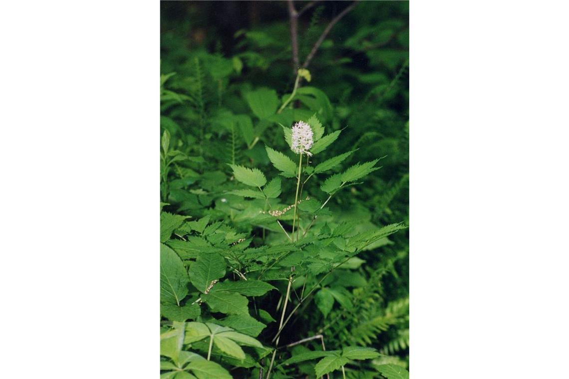 Gift im Garten: Bei diesen beliebten Pflanzen ist Vorsicht angesagt Weißfrüchtiges Christophskraut (Actaea pachypoda): Diese in Nordamerika beheimatete Pflanze wird auch „Doll’s Eyes“ (Puppenaugen) genannt wegen ihrer weißen, mit schwarzem Punkt versehenen Früchten. Für Vögel sind die Beeren ungefährlich, der Verzehr durch den Menschen führt zu einer Lähmung des Herzmuskels und zum Herzstillstand.