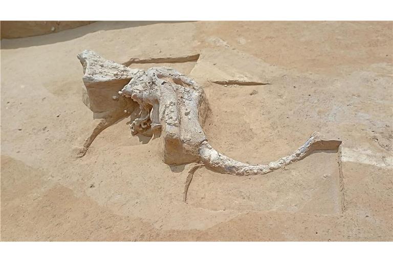 Weiterer Mammutzahn entdeckt