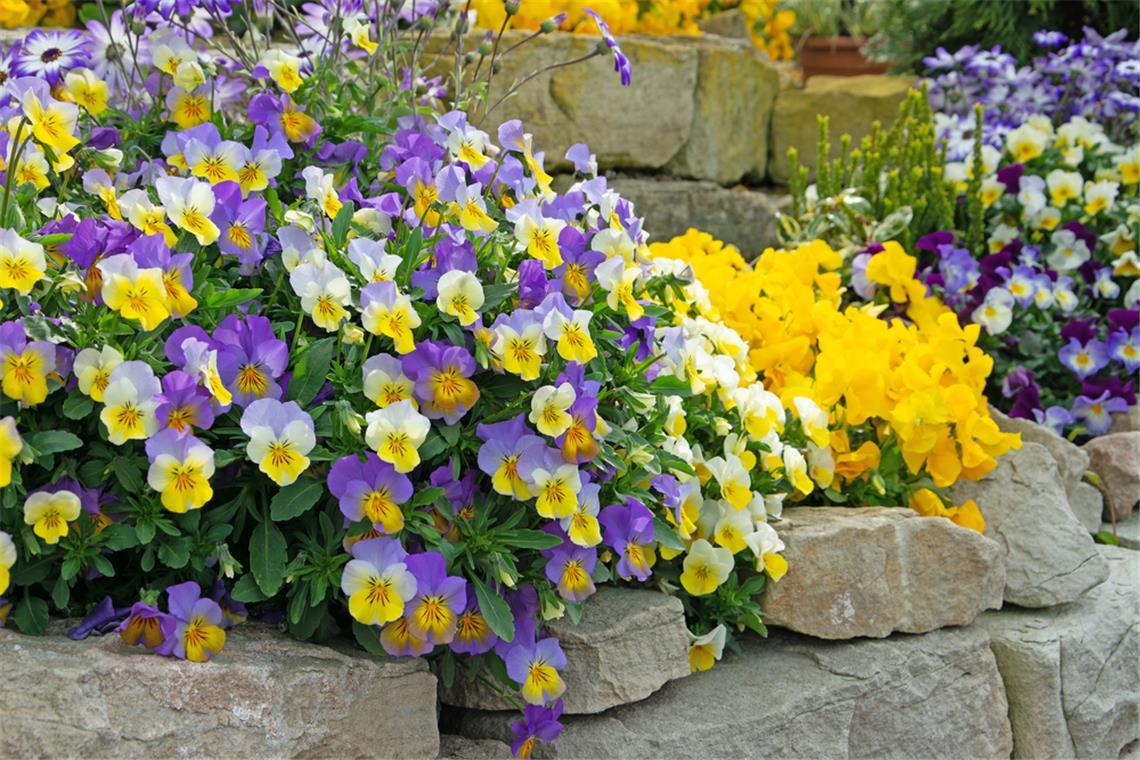 Welche Blumen im April pflanzen? - Frühjahrsblumen für Garten & Balkon Welche Blumen kann man im April pflanzen? Entdecken Sie die schönsten Frühjahrsblumen für Garten und Balkon – mit Tipps zu Standort, Pflege und Schutz vor Spätfrost.