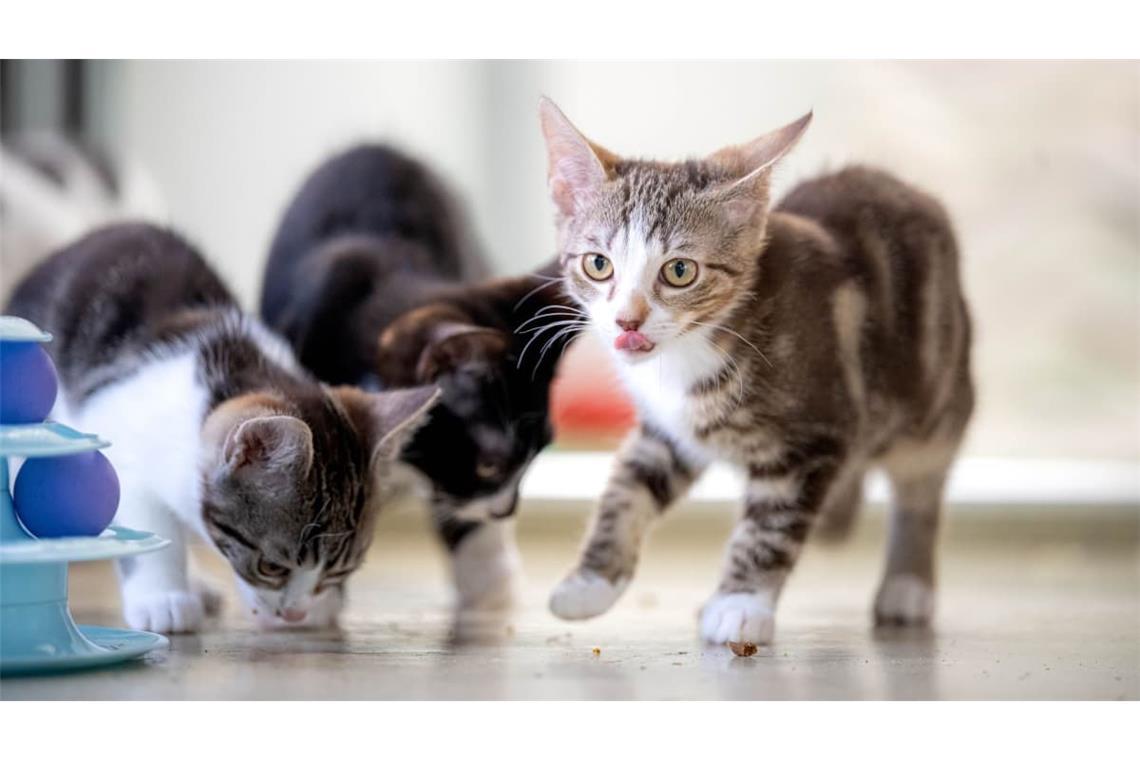 Welche Katzennamen liegen aktuell im Trend? (Symbolbild)