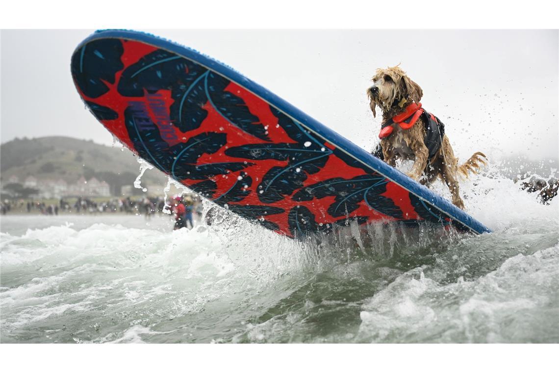 Bilder des Tages Wellenreiter Coconut surft bei der World Dog Surfing Championships durch die Brandung.