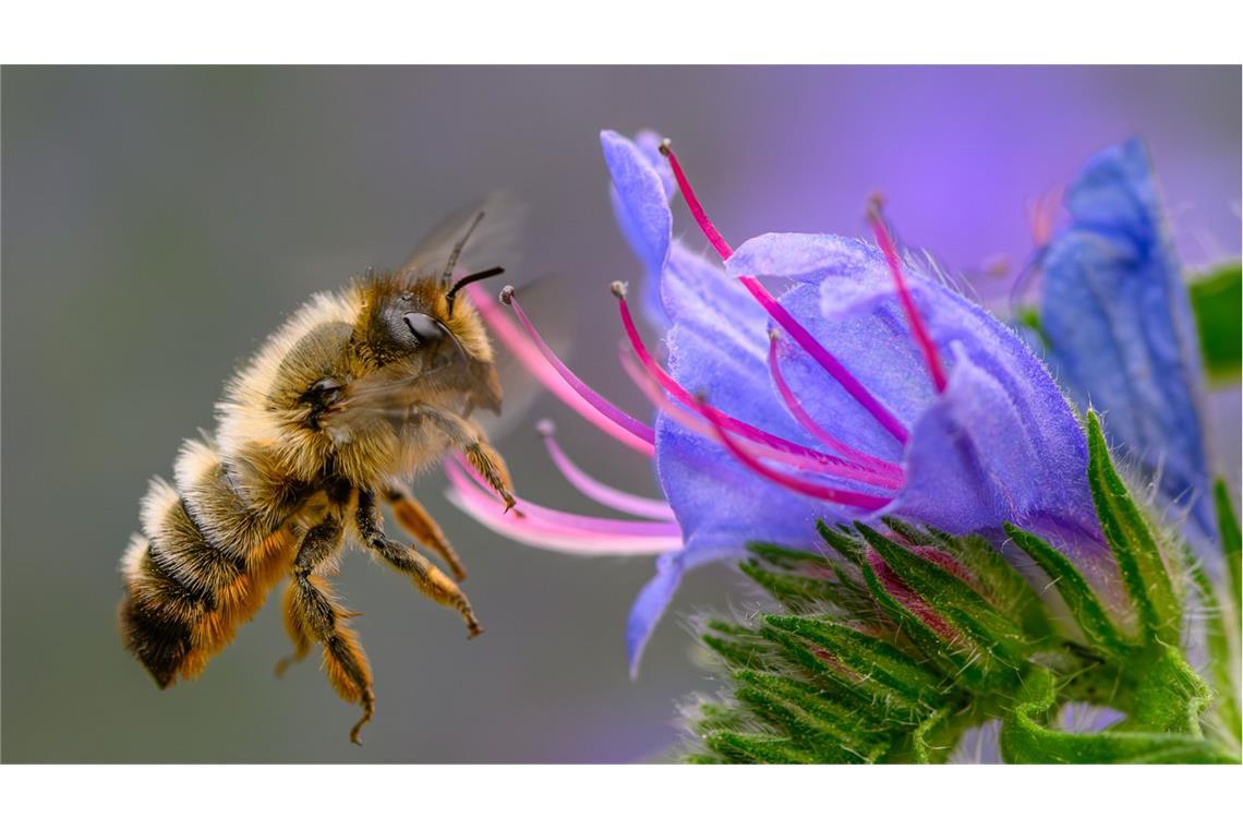 Größter Feind der Bienen –Manchem Imker kommen nach dem Winter die Tränen Weltweit gibt es nur wenige Honigbienenvölker, die nicht gegen die Varroamilbe zu kämpfen haben.