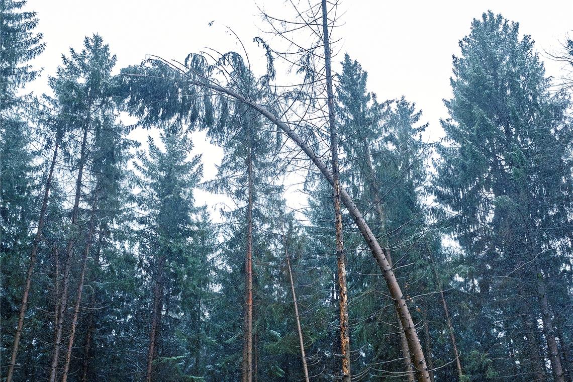 Den Käfer und die eigene Sicherheit im Blick Wenn Bäume sich neigen und unter Spannung stehen, können sie plötzlich brechen.