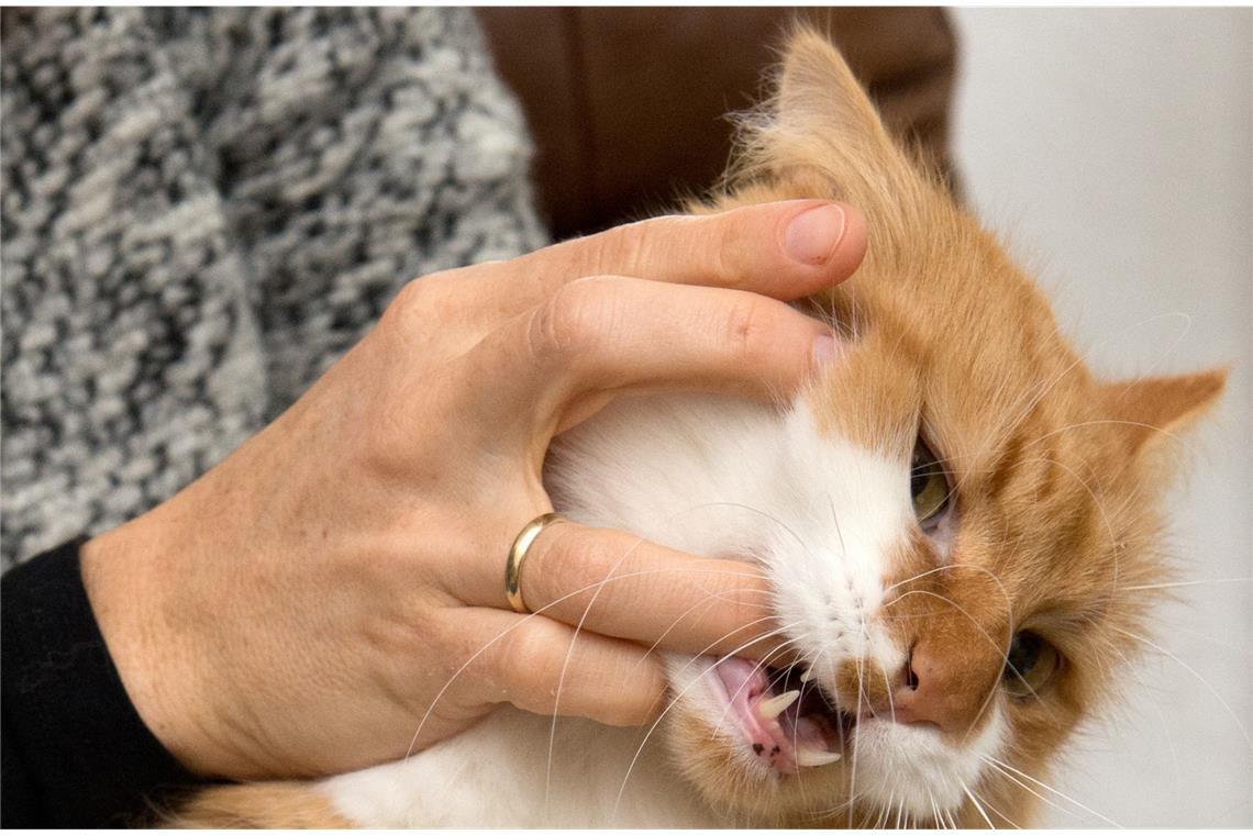 Wenn der Stubentiger zubeißt: Katzenbisse sind oft viel gefährlicher, als es zunächst scheint