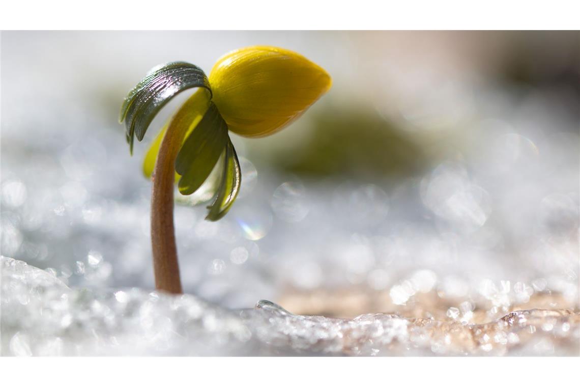Wenn es wieder wärmer wird, erwacht die Natur.