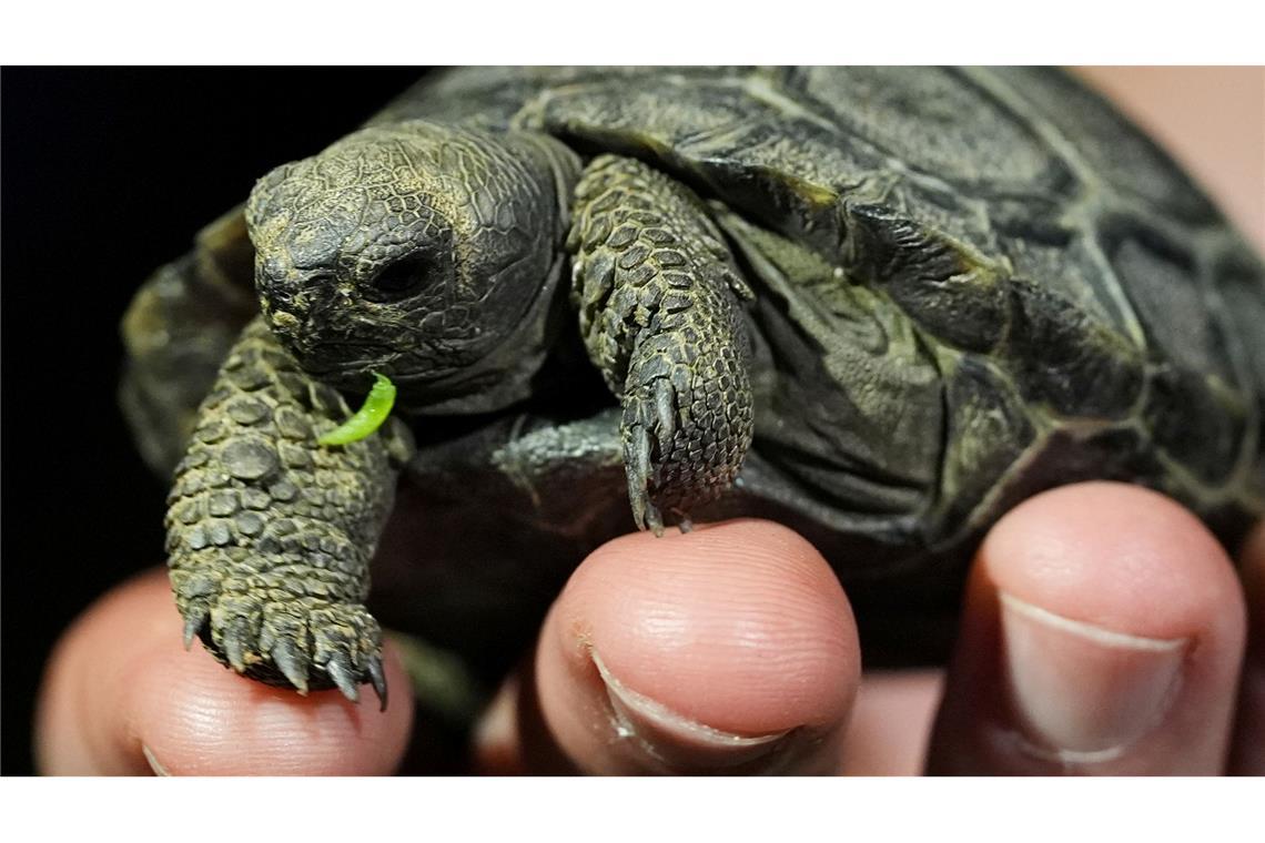 Bilder des Tages "Wenn ich groß bin, werde ich eine Riesenschildkröte!". Eine von vier Galapagos-Riesenschildkröten, die im Zoo von Philadelphia geschlüpft sind, wird auf einer Hand präsentiert.