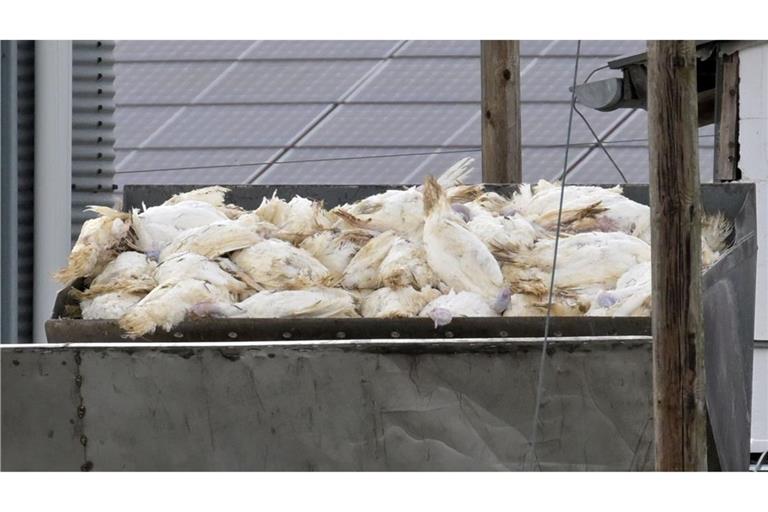 Vogelgrippe breitet sich aus – Geflügelhalter fordern Schutz Wenn in einem Geflügelbetrieb die Vogelgrippe nachgewiesen wurde, müssen alle Tiere vorsorglich getötet und vernichtet werden. Die Tierseuchenkasse leistet Entschädigungszahlungen. (Illustration)