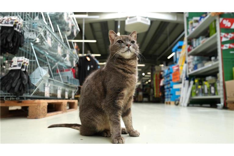 Wenn Lotti nicht auf ihrem Platz döst, geht sie auf Erkundungstour durch den Markt.