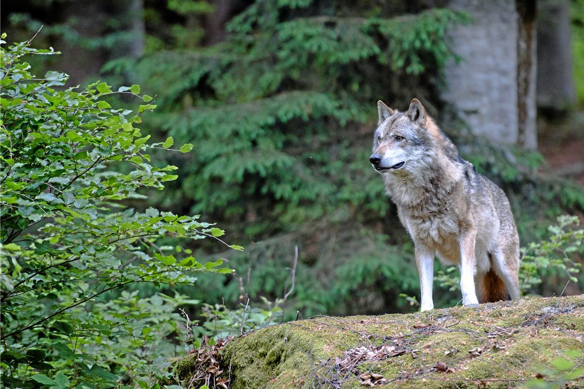 Veranstaltung zum Wolf: „Präventiver Herdenschutz ist das A und O“ Wenn Wölfe sich von den Eltern abnabeln, gehen sie auf Wanderschaft, um ein neues Revier zu finden. Aus diesem Grund sollten Weidetierhalter unbedingt effektive Herdenschutzzäune installieren. So lassen sich Konflikte vermeiden. Symbolfoto: Adobe Stock/Miller_Eszter, Foto: privat