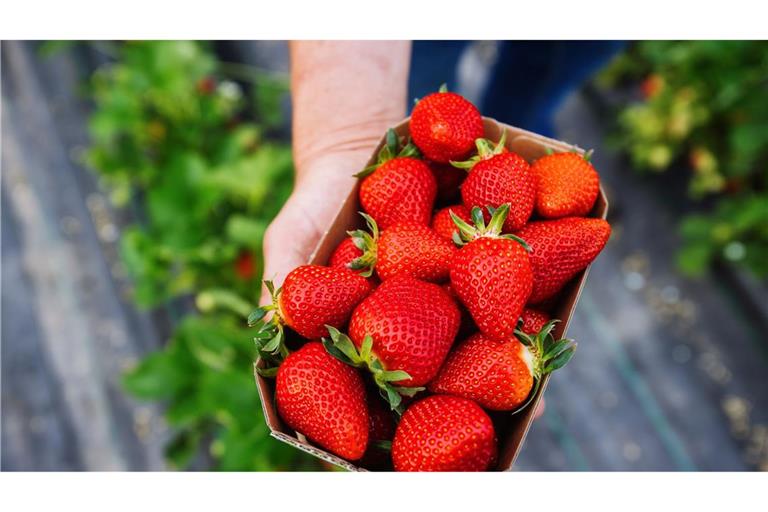 Wer Erdbeeren essen möchte, muss auch in diesem Jahr wieder tief in die Tasche greifen (Symbolbild).