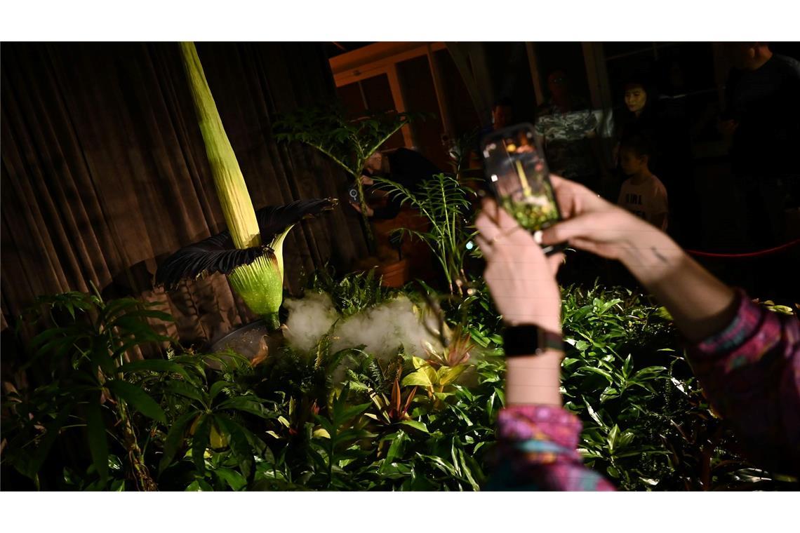 Fans feiern "Putricia": Seltene Stinke-Blume in Sydney blüht