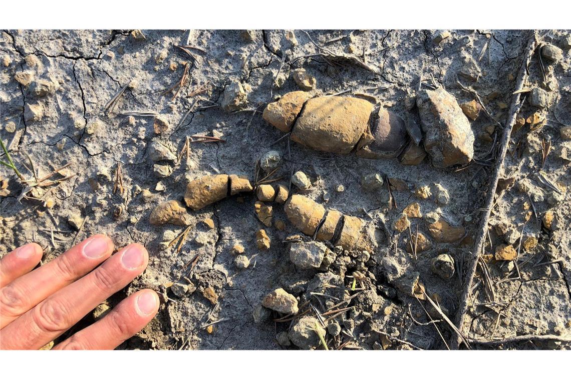Kot- und Darm-Fossilien beschreiben Aufstieg der Dinosaurier Wer fraß vor mehr als 200 Millionen Jahren was und wen?