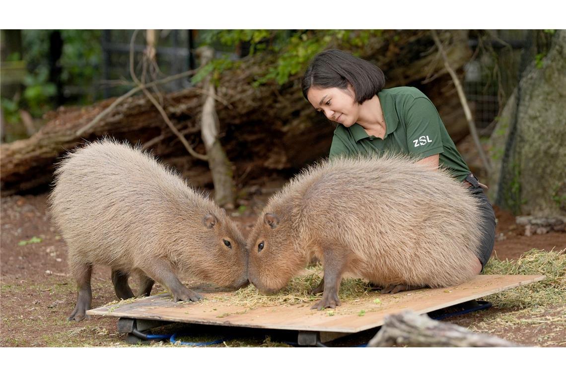 Bilder des Tages Wer wiegt mehr? Einmal im Jahr wird im Londoner Zoo jedes Tier gewogen. Welches der beiden Wasserschweine hat hier wohl die Nase vorn?
