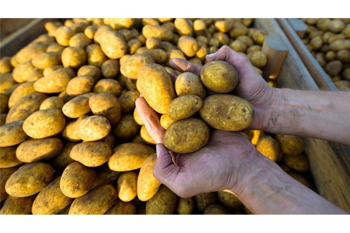 Kulinarisch und kulturell: Comeback der Kartoffel? Werden sie mal Pommes, Püree oder Chips? Ein Landwirt hält frisch geerntete Kartoffeln der Sorte Lea in den Händen. (Foto: Archiv)
