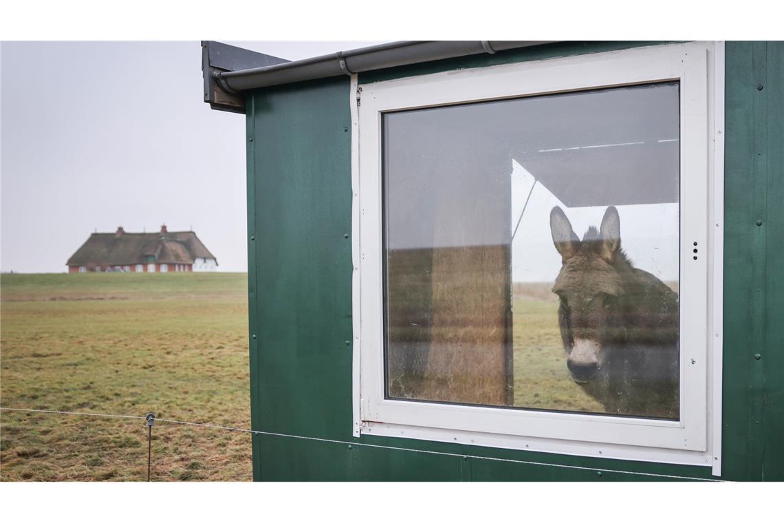 Bilder des Tages Wetter im Norden: Ein Esel steht bei Nieselregen und eisigem Wind in seinem Unterstand