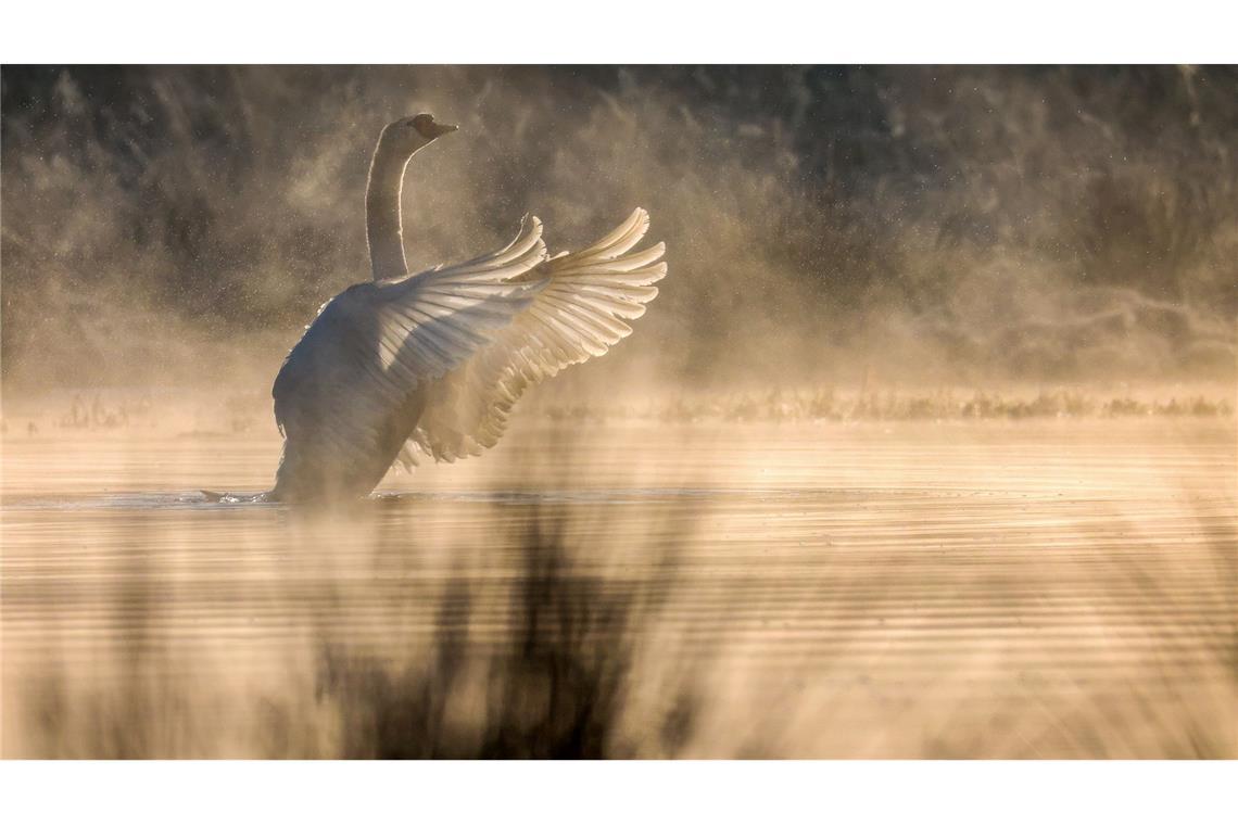 Bilder des Tages Wetter in Baden-Württemberg: Ein Schwan breitet im Gegenlicht der Sonne seine Flügel aus, während Morgennebel aus einem Biotop steigt.