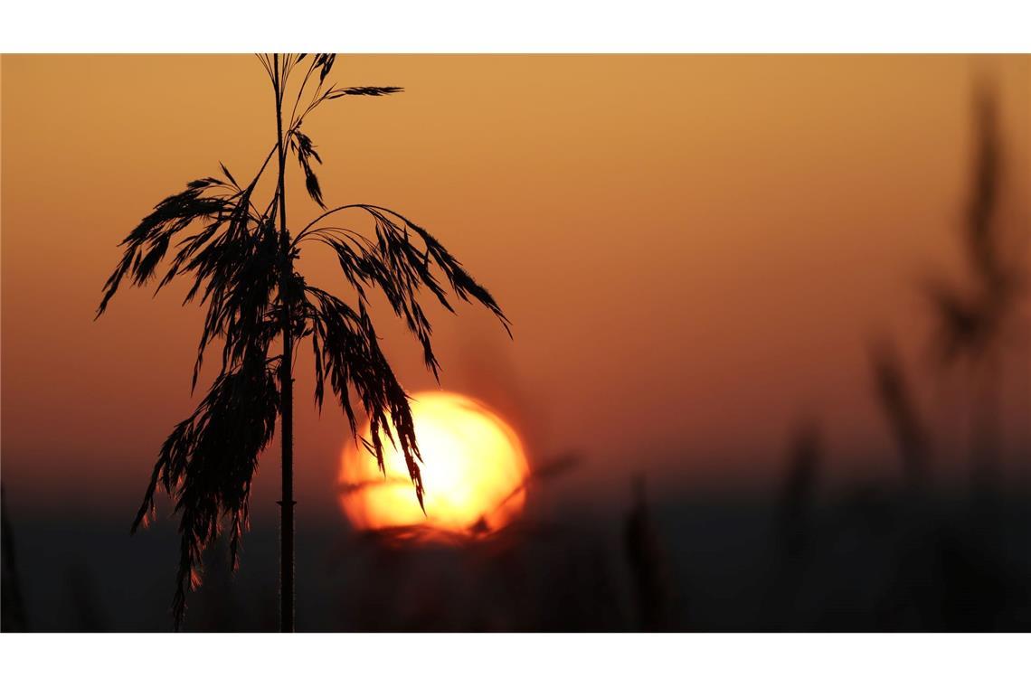 Bilder des Tages Wetter in Baden-Württemberg: hinter Schilf am Federsee geht am Morgen die Sonne auf.