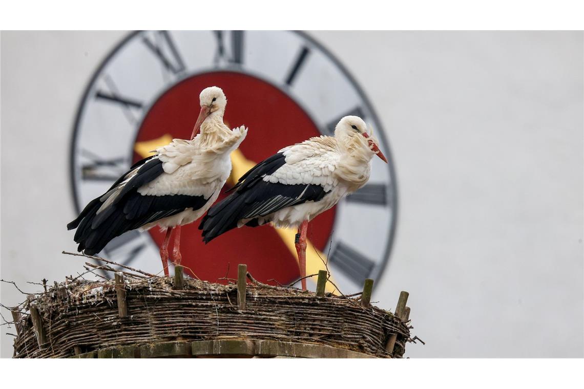 Bilder des Tages Wetter in Baden-Württemberg: Störche sitzen auf ihrem Nest, während im Hintergrund die Kirchturmuhr der Kirche St. Georg zu sehen ist.