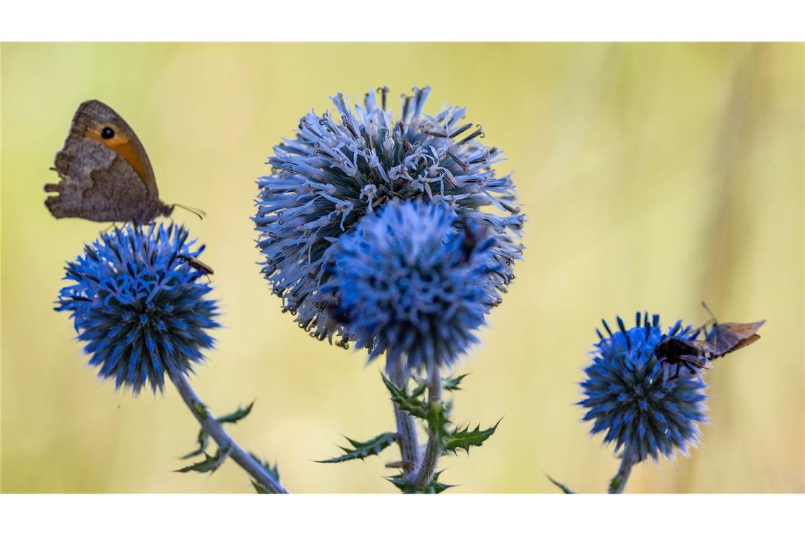 Bilder des Tages