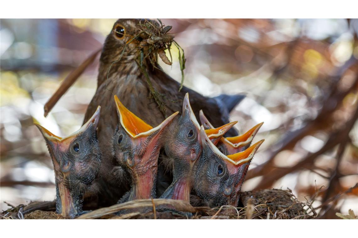 Wichtig für Singvögel sind naturnahe, insektenfreundliche Gärten. (Archivbild)