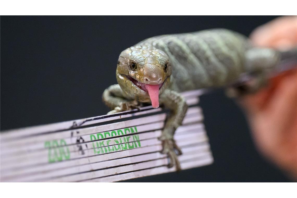Bilder des Tages Wickelschwanzskink posiert bei Zoo-Jahresinventur auf dem Zollstock