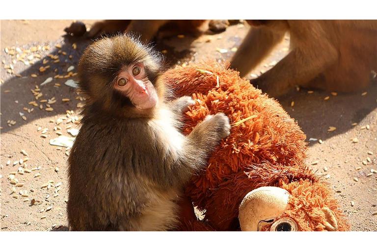 Wie geht es Affenbaby Punch mittlerweile?