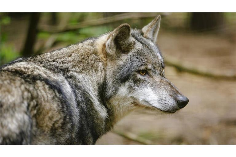 Wie im Fall des Hornisgrinde-Wolfs kann ein geheimes Fang- und Entnahmeteam losgeschickt werden, sobald ein Wolf problematisch wird (Symbolbild).