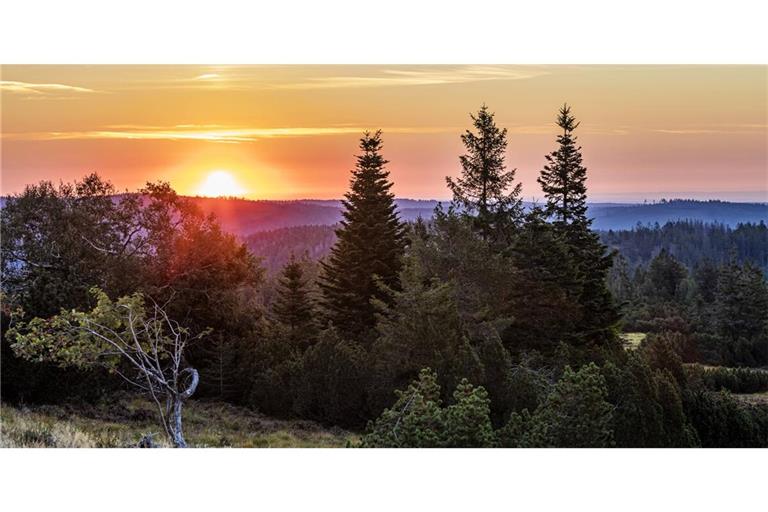 Wie wild der Nationalpark Schwarzwald wird, ist noch offen.