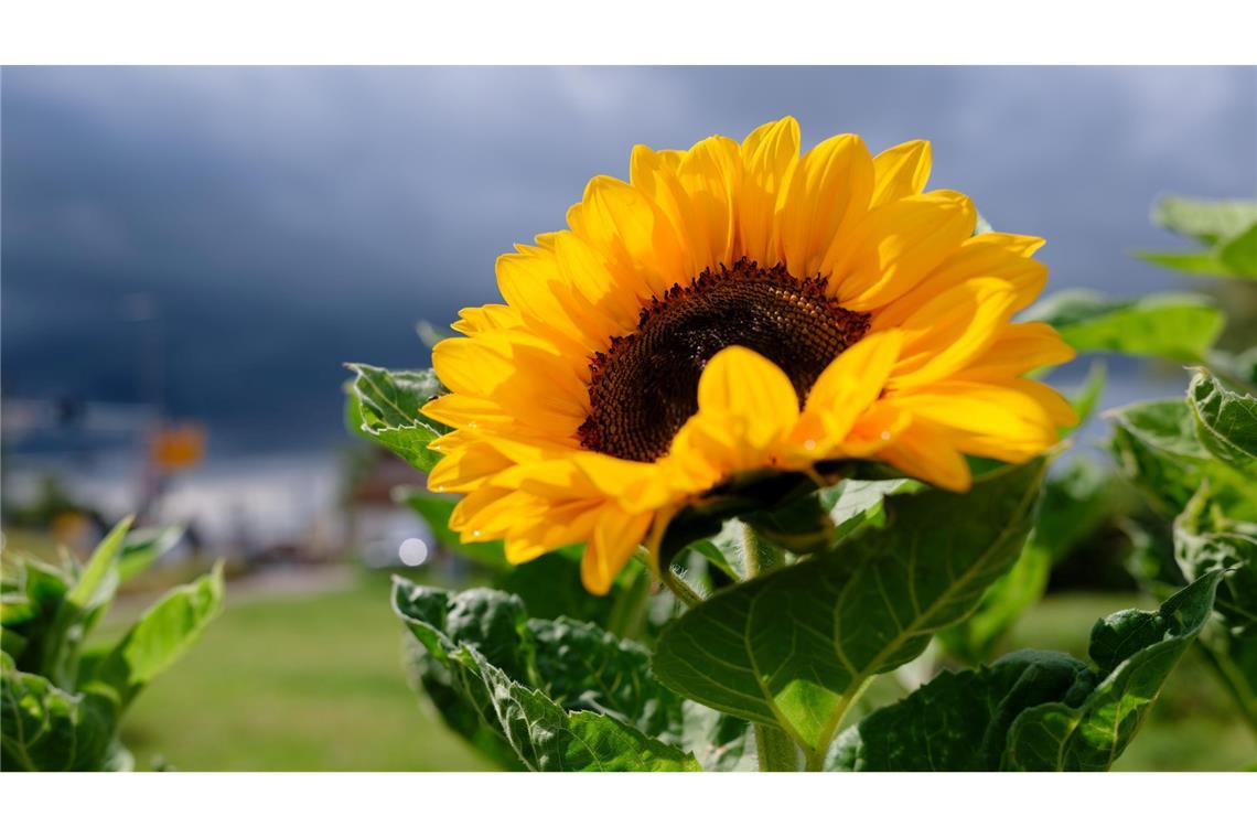 Wie wird das Wetter in der kommenden Woche? (Archivbild)
