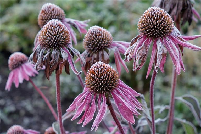 Wie wird das Wetter zu den Eisheiligen 2026? Prognosen deuten auf wechselhafte Bedingungen mit kühleren Temperaturen und Frostgefahr in einigen Regionen hin.